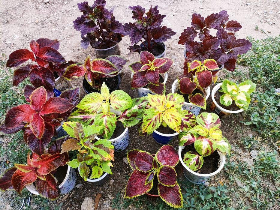 Колеусы. доставка