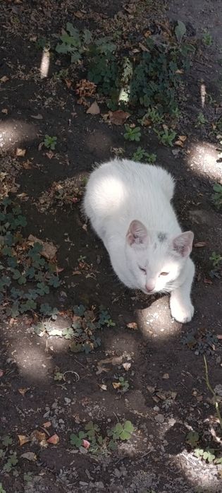 4 котят здоровые красивые
