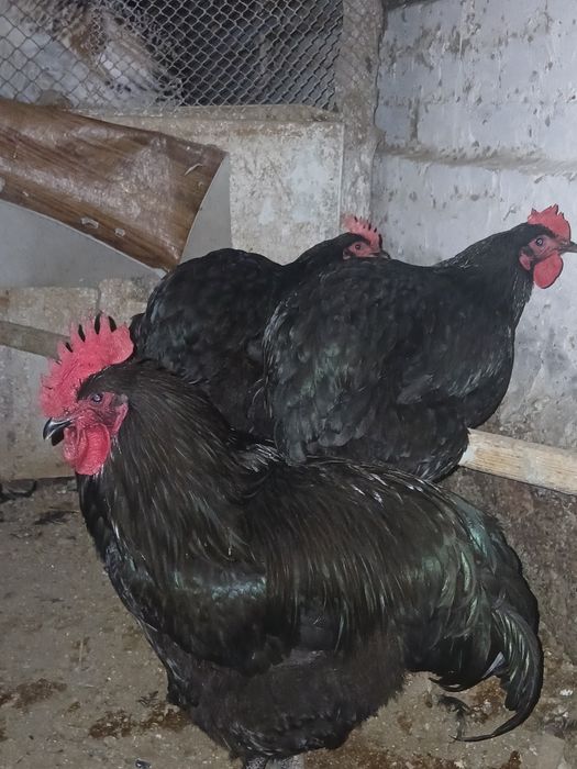 Qora shaxzoda tuxumlari