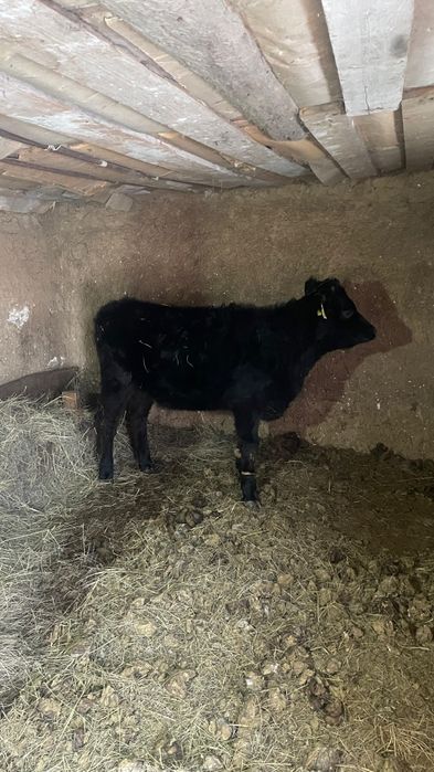 Баспак қашар сүтті сиырдың баласы