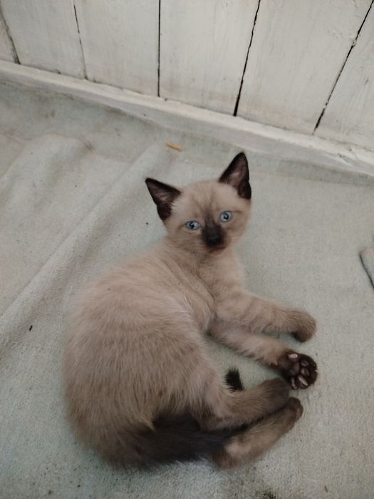 Отдадим котят в хорошие руки