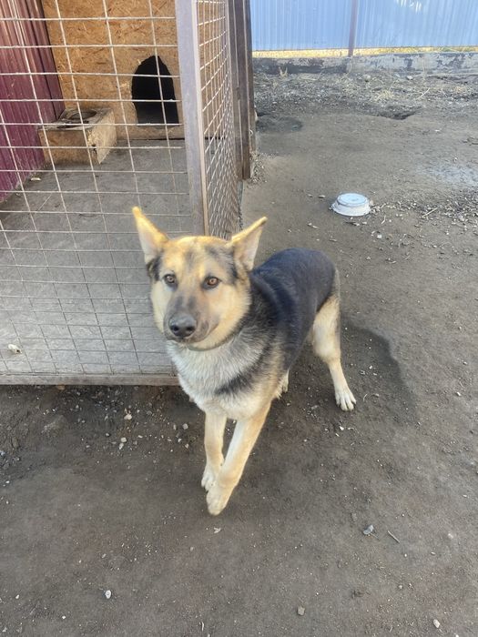 Кабель немецкая авчарка.