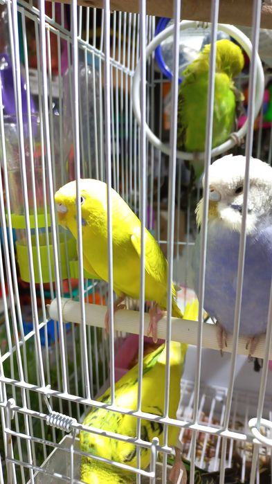 Продаются волнистые попугаи