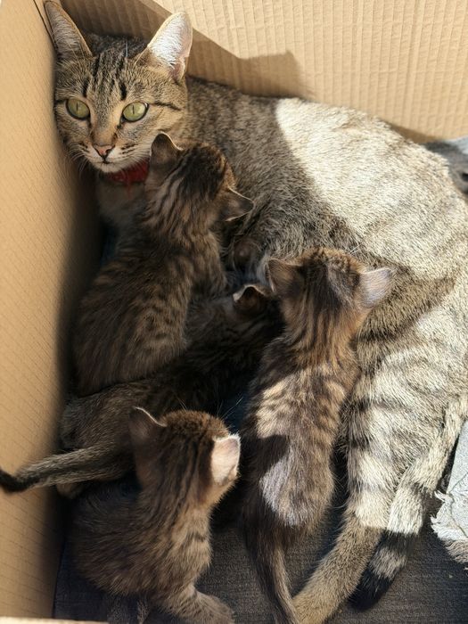 Отдам котят в добрые руки