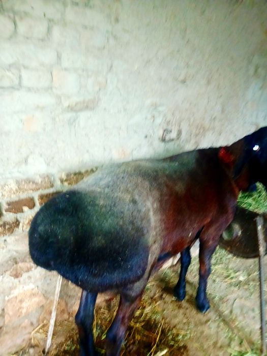 Qora qõchqor sotiladi