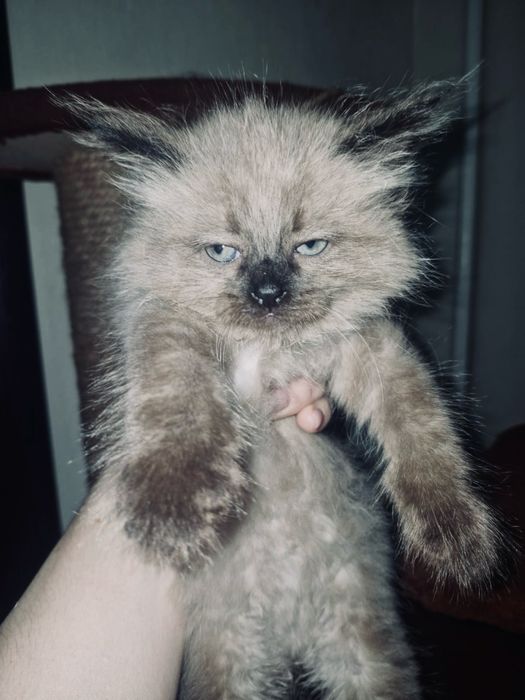 Котенок в добрые руки
