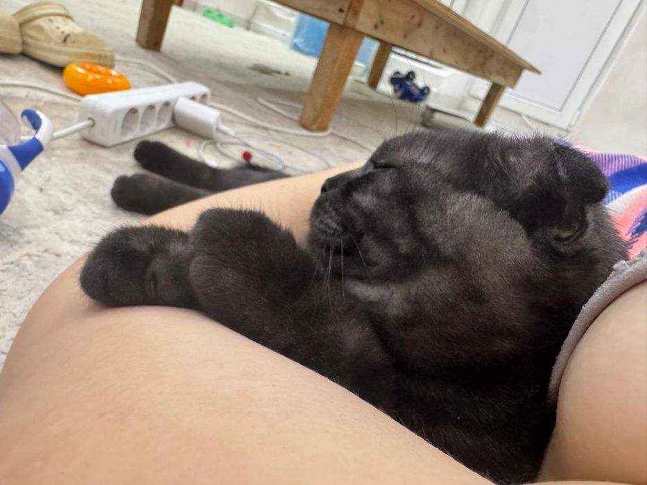 Шотландский котик