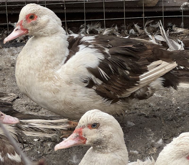 Индоутки разных возрастов