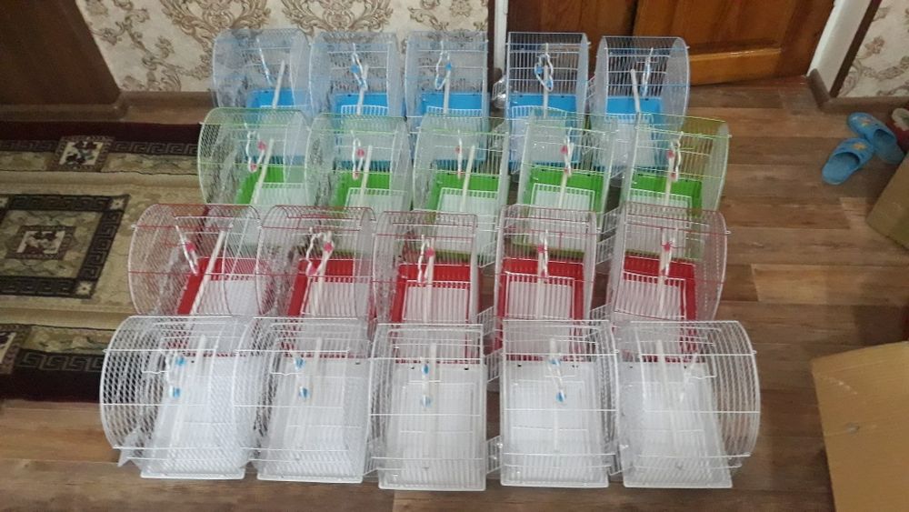 Попугай волнистые