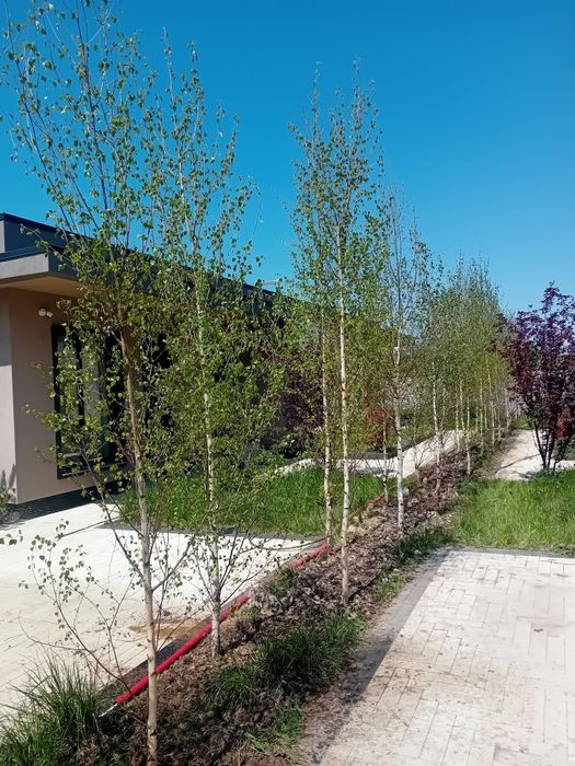Vând mesteacăn alb ornamental diferite dimensiuni