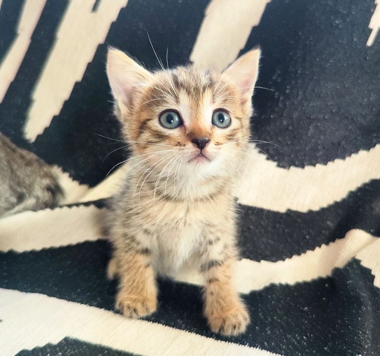 Отдаем классных котят от мамы крысолова