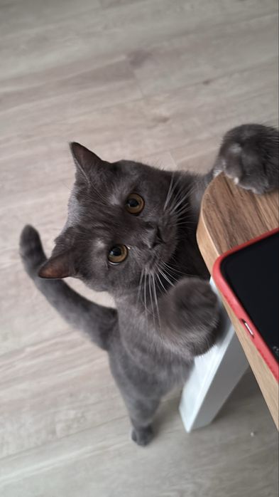 Кошка британка серая