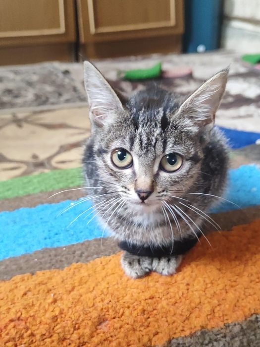 Отдаем котята в добрые руки