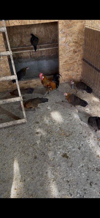 Vând familie de găini rasă Phoenix, formată din 1 cocoș și 2 găini, vârstă 6-12 luni, vaccinate, crescute la sol