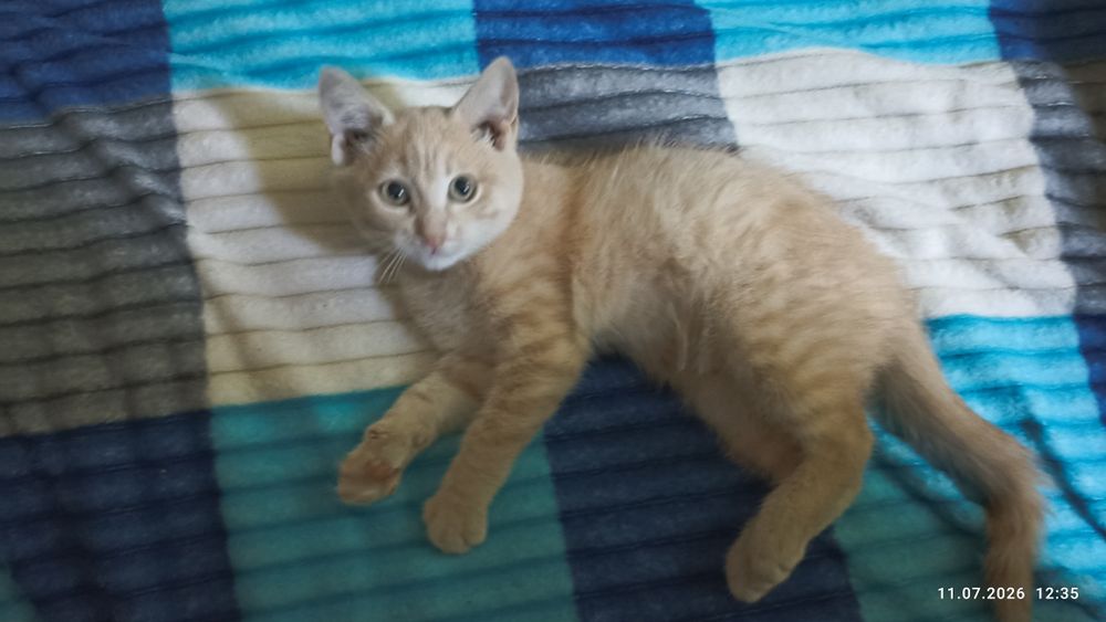 Котик ищет любящую семью.