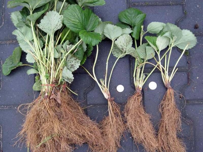 разсад ягоди и малини