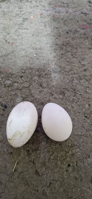 Oua  de gasca pentru incubat