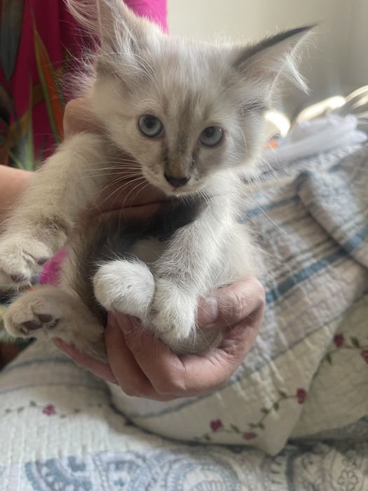 Отдаем котят в добрые руки