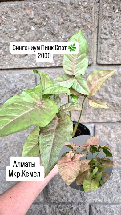 Комнатные растения