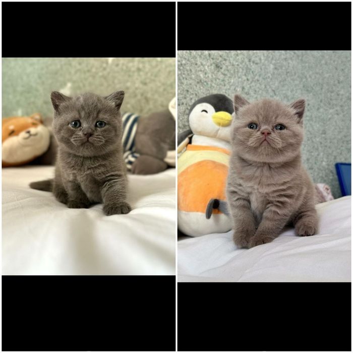 Британские котята