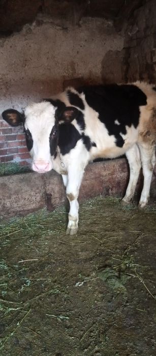 Свободно женско  теле