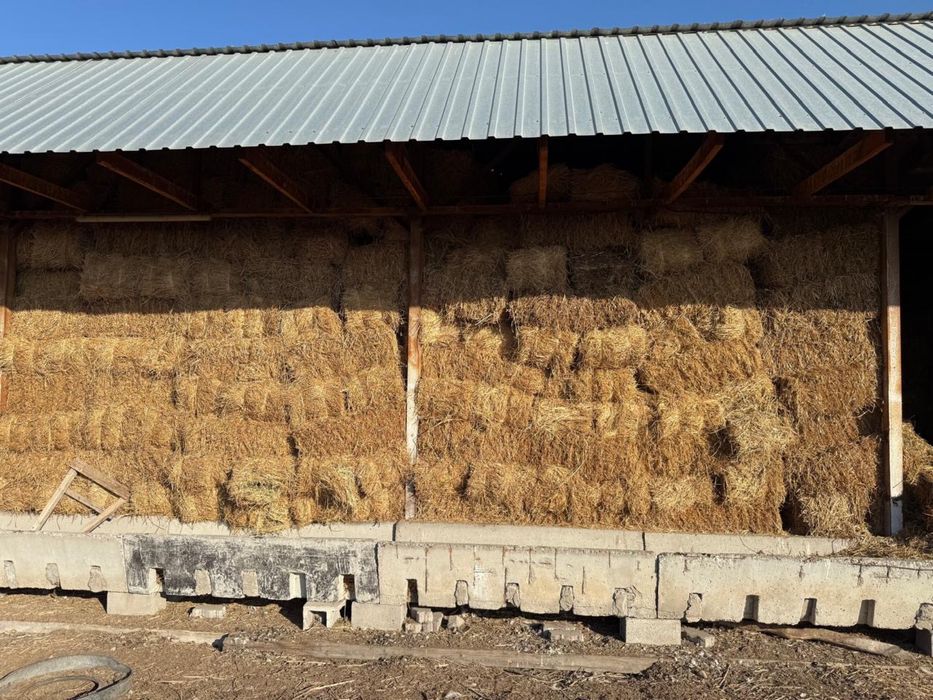 Люцерна в тюках 111