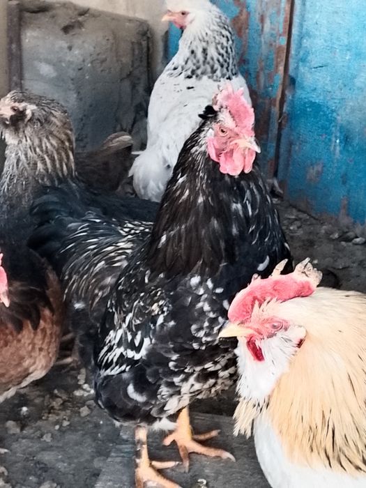 Әтештер сатылады