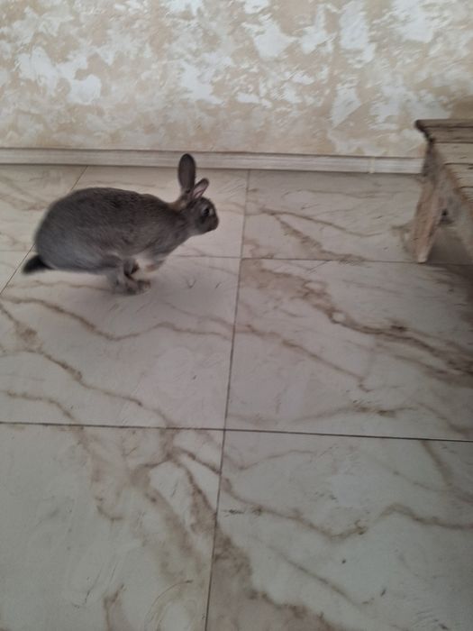 Продам Кролика.Самка 4.5 месяца.