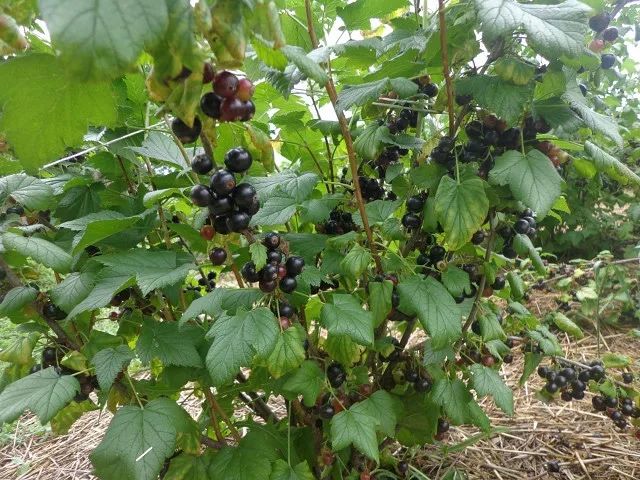 Смородина Красная Черная