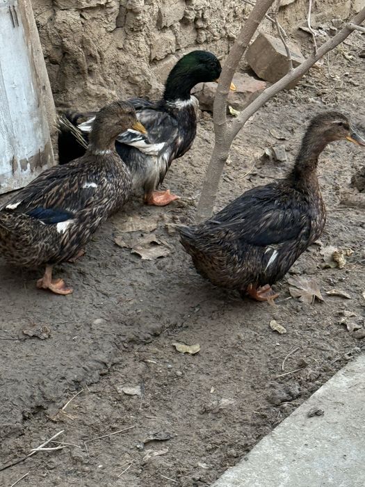 Продам домашних уток