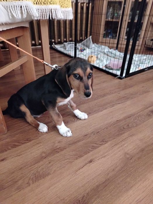 Търся новите си стопани