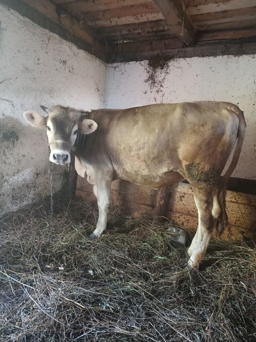 Vand vitica de 11 luni bine dezvoltată