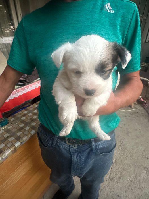 Căței bichon maltez