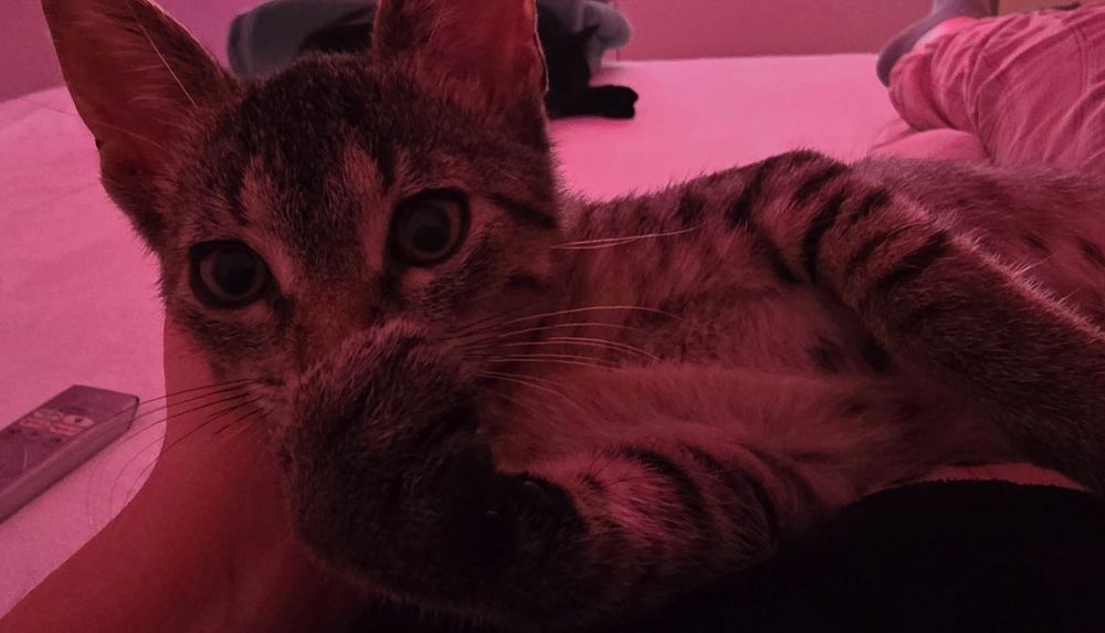 Adoptie pui pisica