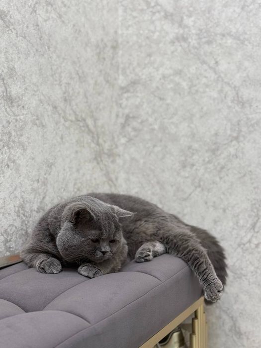 Вязка для кота шотландской породы