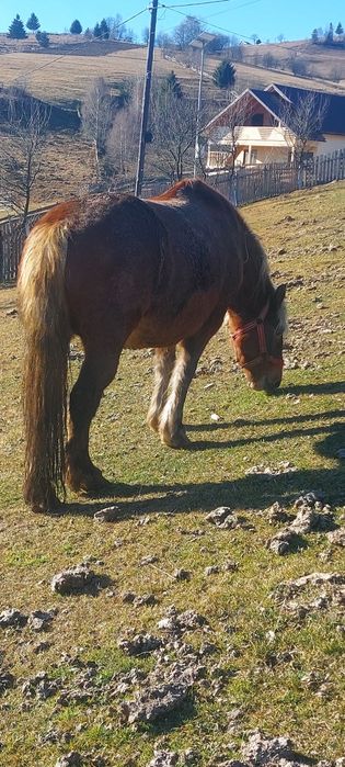 Vând iapa gestată. Sau fac schimb