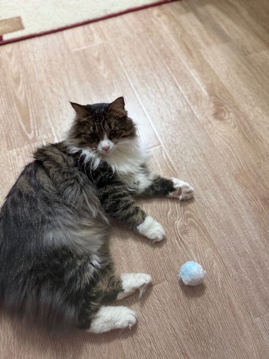 Доброму коту нужен дом