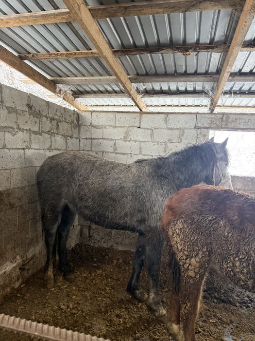 Буаз бие сатылады срочна акша керек