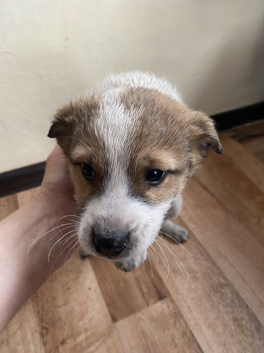 Мальчик и девочка  ищут  дом