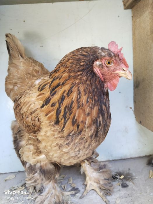 Brama tovuqlar 170000 soʻm