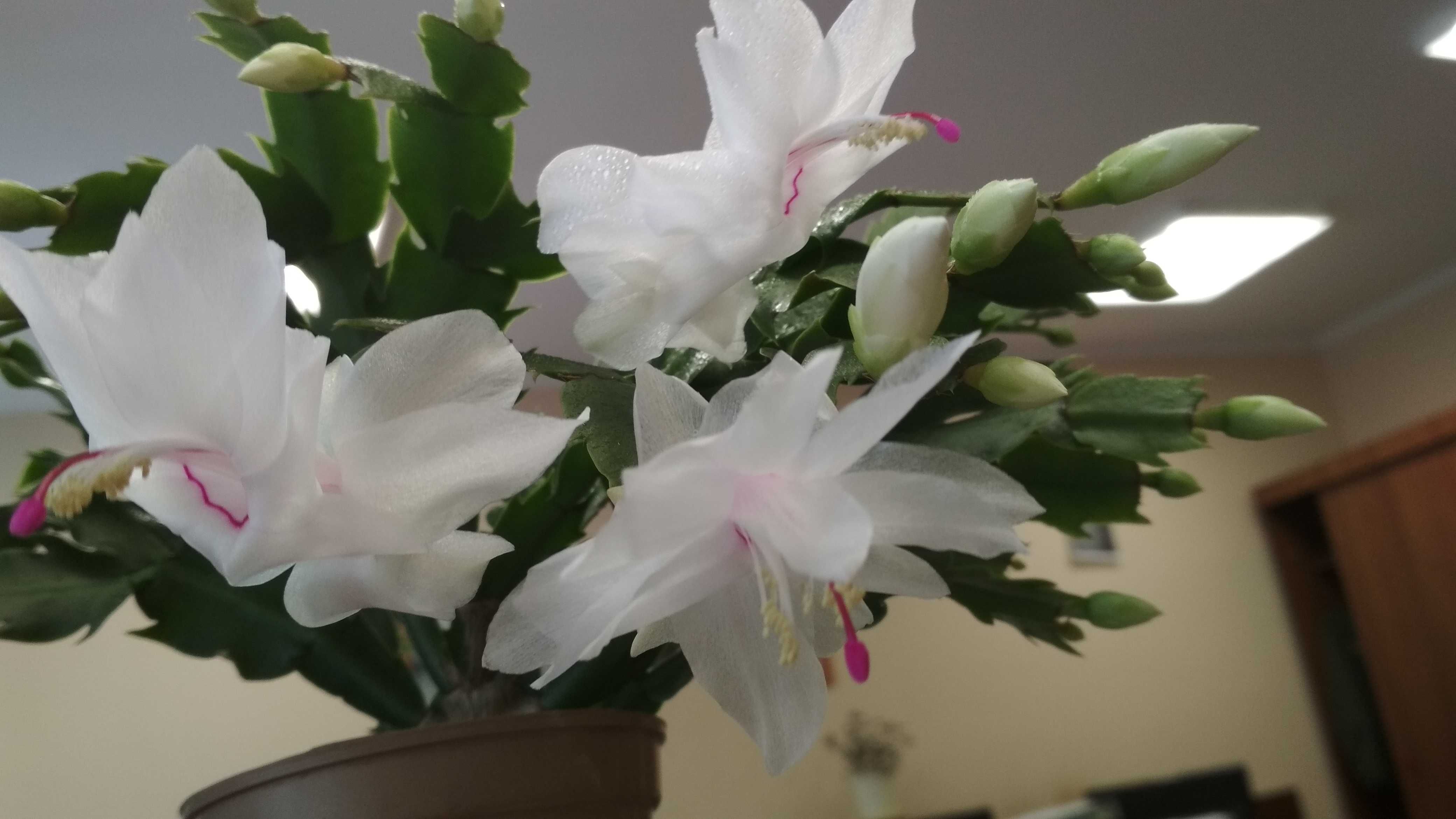 Декабрист народный бул 79а фото и видео Декабрист народный бул 79а фото и видео