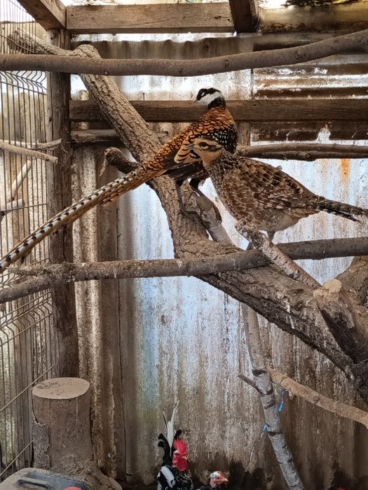 de vanzare oua pt incubat fazan gat golas pitic motate etc