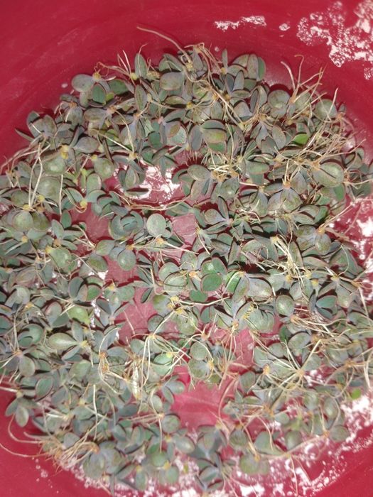 Продам отростки каланхоэ