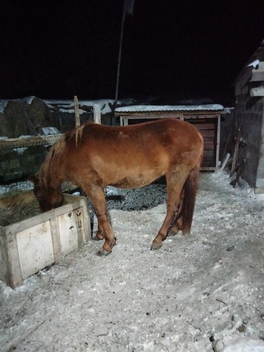 Продам или обменяю кобылу