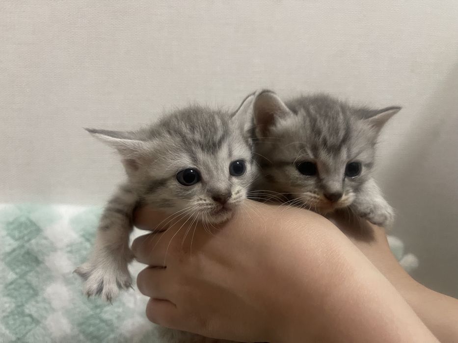 Продам веслоухих Котят