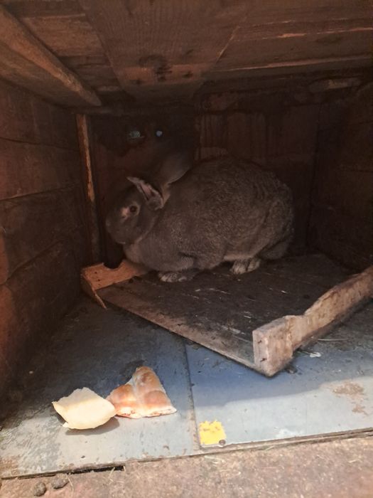 Продам кроликов Серый великан