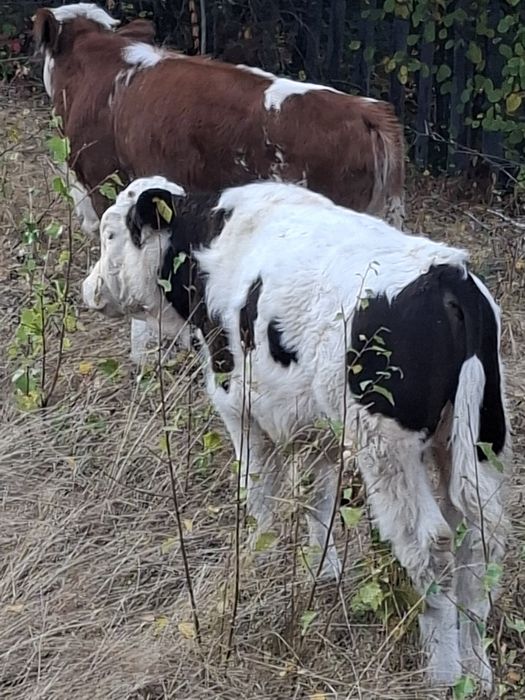 Vând vaca de trei ani cu vitel