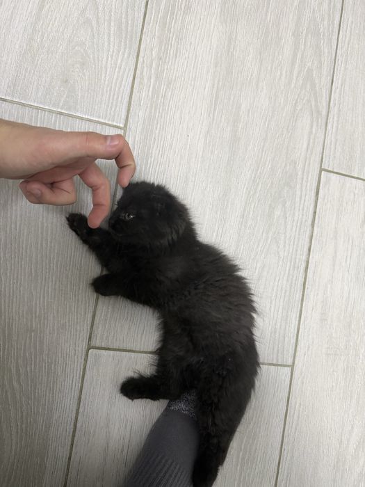 Снежок отдам даром