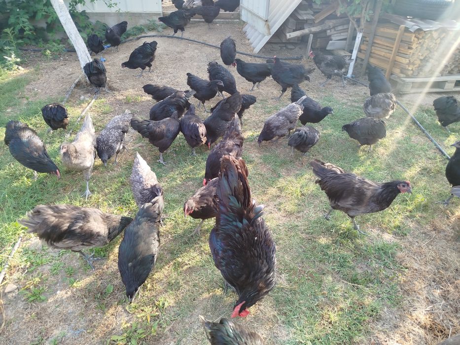 Găini și Cocosi Australorp 2026