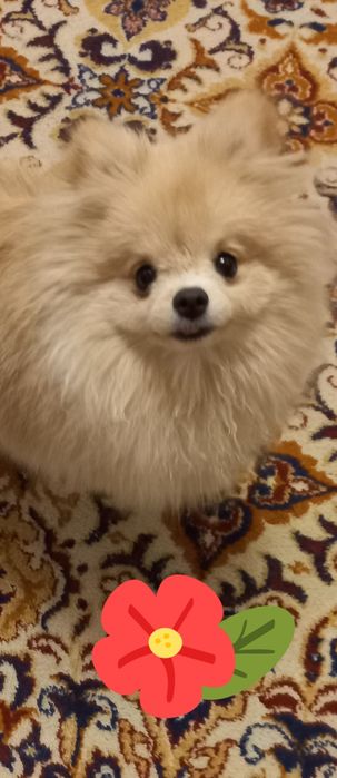 Померанский шпиц 1 год продается